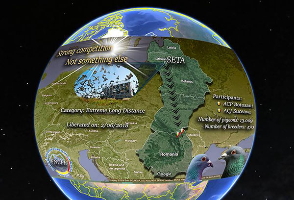 Pe urmele olandezilor, belgienilor si nemtilor! 13.009 porumbei si 470 columbofili se intrec la maratonul de la Seta