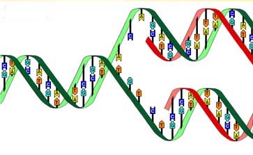 Evolutionism si consangvinizare