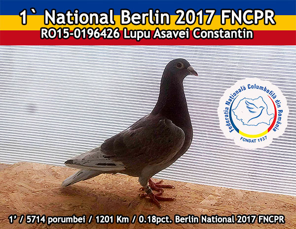 1 National Berlin 2017 FNCPR il castiga Lupu Asavei Constantin  cu un mascul rosu tigrat.