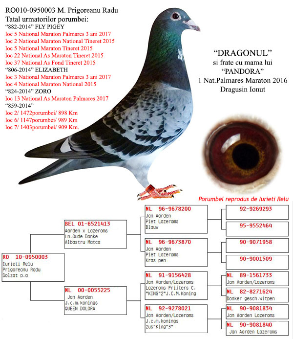 O licitatie cu 3 pui din trei porumbei de pe podiumul national la maraton palmares 2017, oferiti de dublul campion national la palmares maraton crescatori in anii 2016 si 2017 Prigoreanu Radu